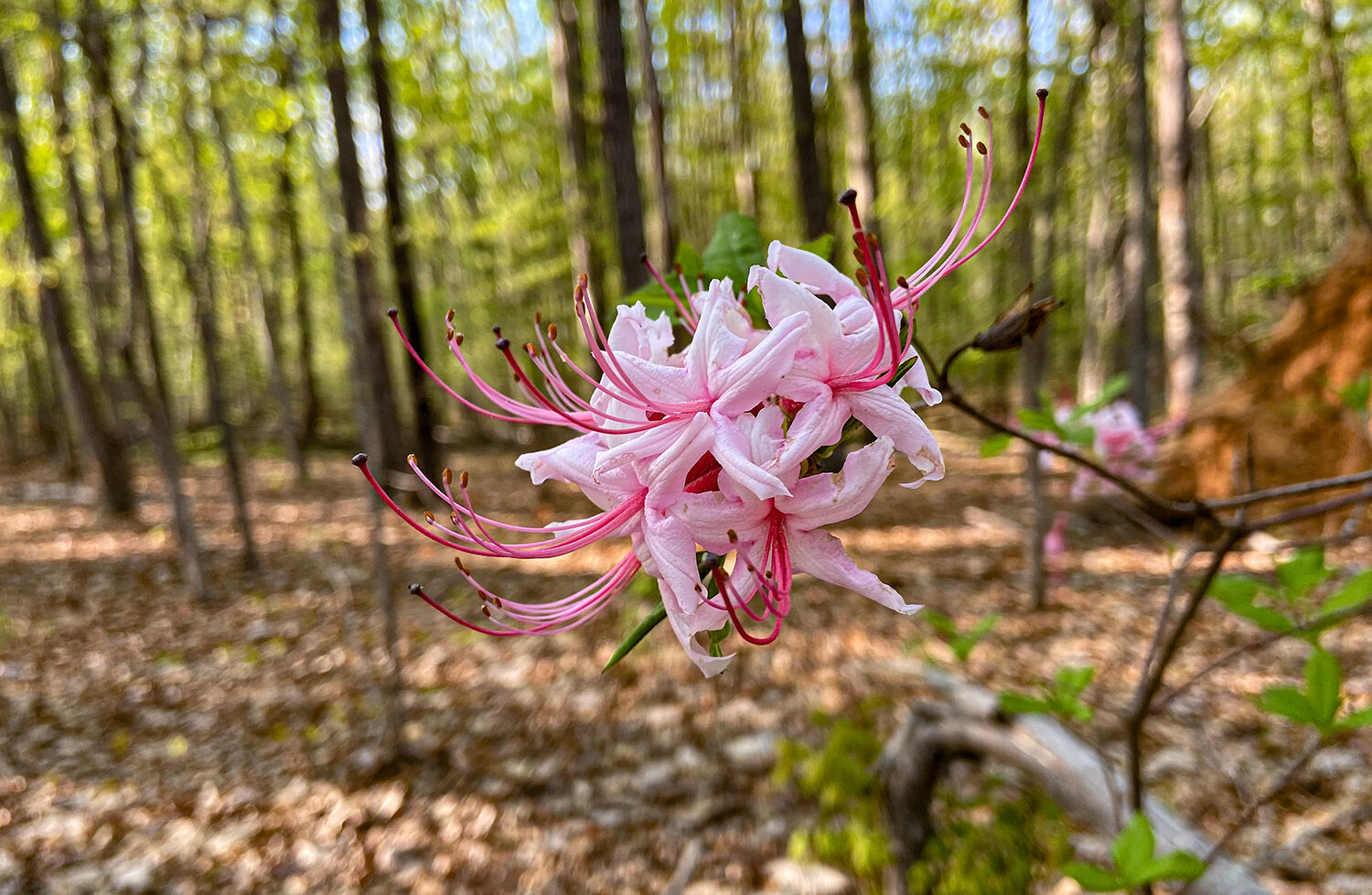 pink azalea